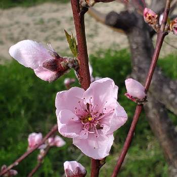 桃の花☆の画像 by よだかさん | 畑とピンク ぴんく Pinkと植物のある暮らしと樹木の花と桃の花☆と花のある暮らし