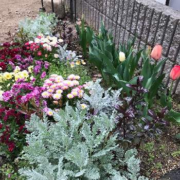 ビオラの季節の画像 by maimiさん | チューリップ♪と暖色系と春ですね♡とガーデニング大好きと花壇とガーデニング初心者とビオラの季節とクローバー☆と我が家の花壇と花のある暮らしとわたしの花壇