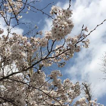 お散歩便りの画像 by Mayさん | お出かけ先とお散歩便りと桜 ソメイヨシノと満開と今日のありがとうと色目惚れとさくら