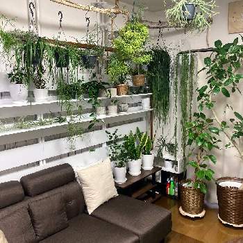  リプサリスの画像 by mさん | 部屋とわたしの家の観葉植物とホヤと リプサリス
