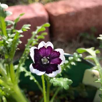 ネモフィラペニーブラックの投稿画像一覧 Greensnap グリーンスナップ ネモフィラペニーブラックの投稿画像一覧 Greensnap グリーンスナップ