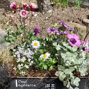 もりもり希望の画像 by Rilyさん | 小さな庭とむらさきと寄せ植えと＃小さな庭とはると花のある暮らしと小さな花ともりもり希望とお花で癒やされてます