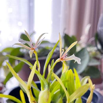 小さな蘭の投稿画像一覧 Greensnap グリーンスナップ
