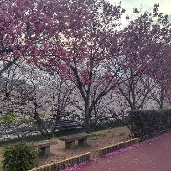 陽光桜の画像 by クミンさん | お出かけ先とソメイヨシノと陽光桜とありがとうと花っていいねと陽光桜❁︎と赤坂泉公園