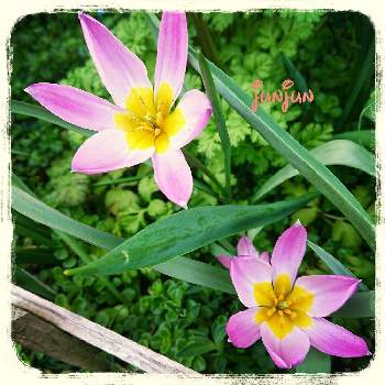 原種系チューリップ プルケラフミリスの投稿画像一覧 Greensnap グリーンスナップ