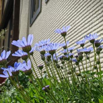 チーム・ブルー自己紹介の画像 by ガーデン大好きさん | 小さな庭とフェリシア・スプリングメルヘンと青いお花と青い花マニアとチーム・ブルーとチーム•ブルーNo136とチーム・ブルー自己紹介