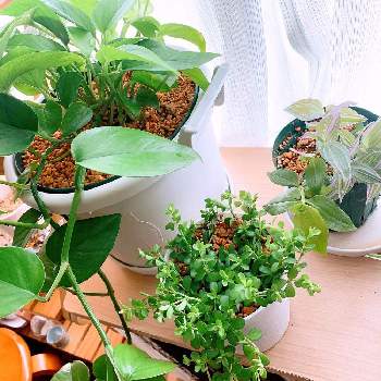 ポトスパーフェクトグリーンの画像 by 単なる植木鉢さん | 部屋とポトスパーフェクトグリーンとペペロミア デピーナとトラディス・カンティア