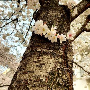 花の名前の画像 by enicさん | 広い庭と花木と3月と桜フォトコン2022とおうち園芸と大阪とはると成長記録と花の名前と庭仕事とガーデニングと花のある暮らしとお庭とお花とさくら