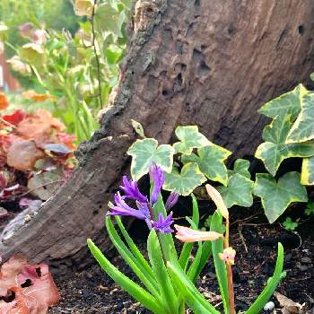 3月の庭の画像 by ハルさん | 広い庭とヒヤシンスと季節の花と平和を願う☆と3月の庭