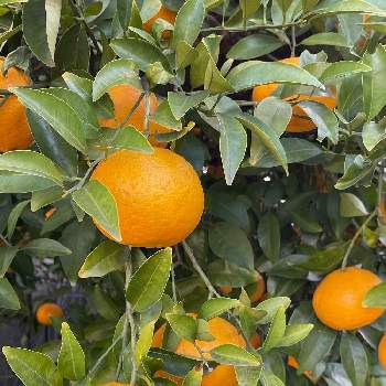柑橘の画像 by ブルーネストさん | 小さな庭と夏ミカンだと思うとおうち園芸と実のなる木とガーデニングと柑橘と実家庭