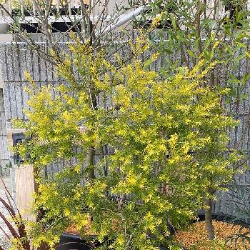 3月の画像 by takeshiさん | メラレウカ レボリューションゴールドと鉢植えと東京都と3月