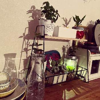 一人暮らしの画像 by ⚜️ユリ⚜️さん | 部屋とソーラーライトとインテリアと植物とナイトモードとわたしの家の観葉植物と一人暮らし