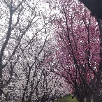陽光桜の画像 by クミンさん | お出かけ先とソメイヨシノと陽光桜とありがとうと花っていいねと陽光桜❁︎
