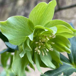 クリスマスローズダブルクィーン,クリスマスローズ　ダブルクィーン　ダブルローズ,ガーデニング,手作りの庭,花のある暮らしの画像