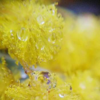 パールアカシアの画像 by mimozaさん | 小さな庭とパールアカシアとミモザと雨粒と雨粒シリーズ☆と木曜モフモフとmimozaの雨粒シリーズ
