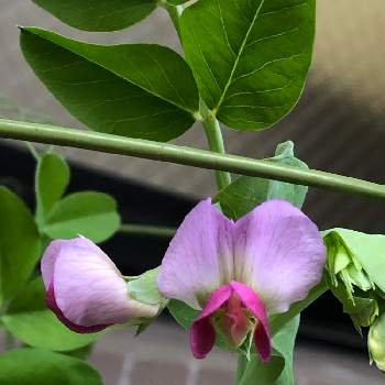 エンドウマメ豆の花の投稿画像一覧 Greensnap グリーンスナップ