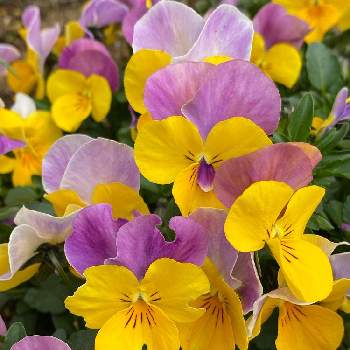 元気をチャージの画像 by n i eさん | 小さな庭とビオラ♡と笑顔のビオラと笑顔で元気いっぱいにと素敵な出会いに感謝と黄色と紫のお花と元気をチャージ