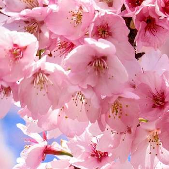 安行寒桜の画像 by moca☆さん | お出かけ先と安行寒桜とオオカンザクラとピンク色の花と春の花々