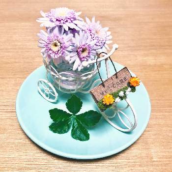 お部屋で育てるの投稿画像一覧 Greensnap グリーンスナップ