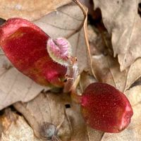 コナラ,コナラの実生,イヌシデの種,コナラ芽生え,樹木の画像