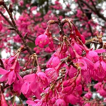 寒緋桜の画像 by NGさん | お出かけ先と寒緋桜とiphone11