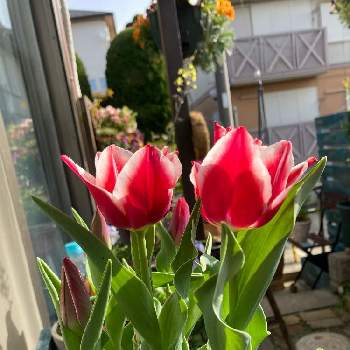柏市の画像 by rabeさん | 小さな庭とチューリップと赤い花と球根植物とiPhone撮影と柏市
