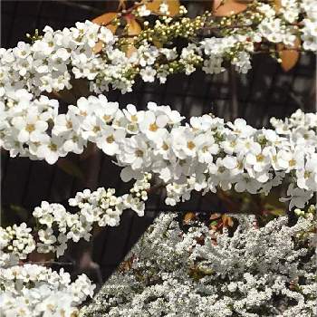 3月の画像 by サッチンさん | 春のお花と ユキヤナギと3月と白いはなと朝の散歩とウオーキング