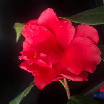 頑張ってね♡の画像 by 花土葉さん | 部屋とツバキと今日も笑顔で♡と頑張ってね♡とつばきの花と赤い花と真っ赤と椿 ツバキと椿の花。
