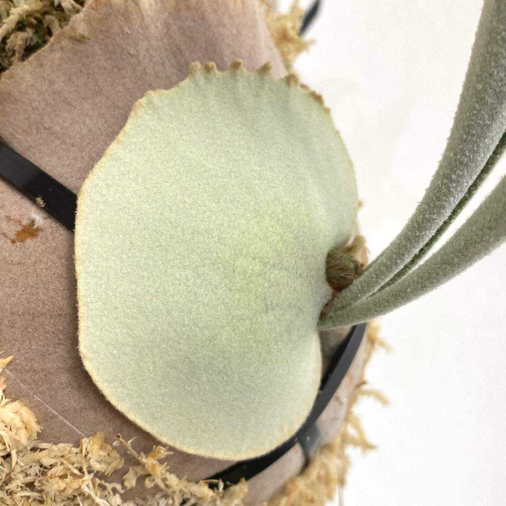 すー アーバンリバー・フーンシキ 親株 Yahoo!オークション - 【子株】platycerium veichii auburn