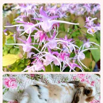 うさぎの画像 by chacoさん | イカリソウとうさぎとオケツの日とロップイヤーと今日のお花と我が家のペットと可愛いとｵｹﾂの日