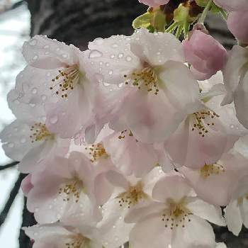 3月の庭の画像 by ゆゆさん | お出かけ先と桜の花と花の記録と3月の記録と春が来たと3月の庭と綺麗な花姿と綺麗な色