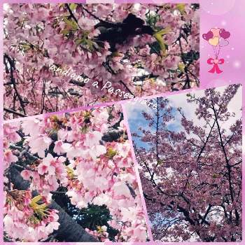 ㊗️こぺんちゃん90picの画像 by くまるさん | お出かけ先とさくら サクラ 桜とみんな元気で！とNo  more warとウキウキわくわく♪と桜フォトコン2022と楽しく元気に頑張ろうと㊗️こぺんちゃん90picとゆるくたのしくと桜(さくら)リレーとピンクワールドへ ようこそと❤️桜リレー♬と平和を願うとPONちゃん春ですょ♬と多様性を愛する会とオケツの日