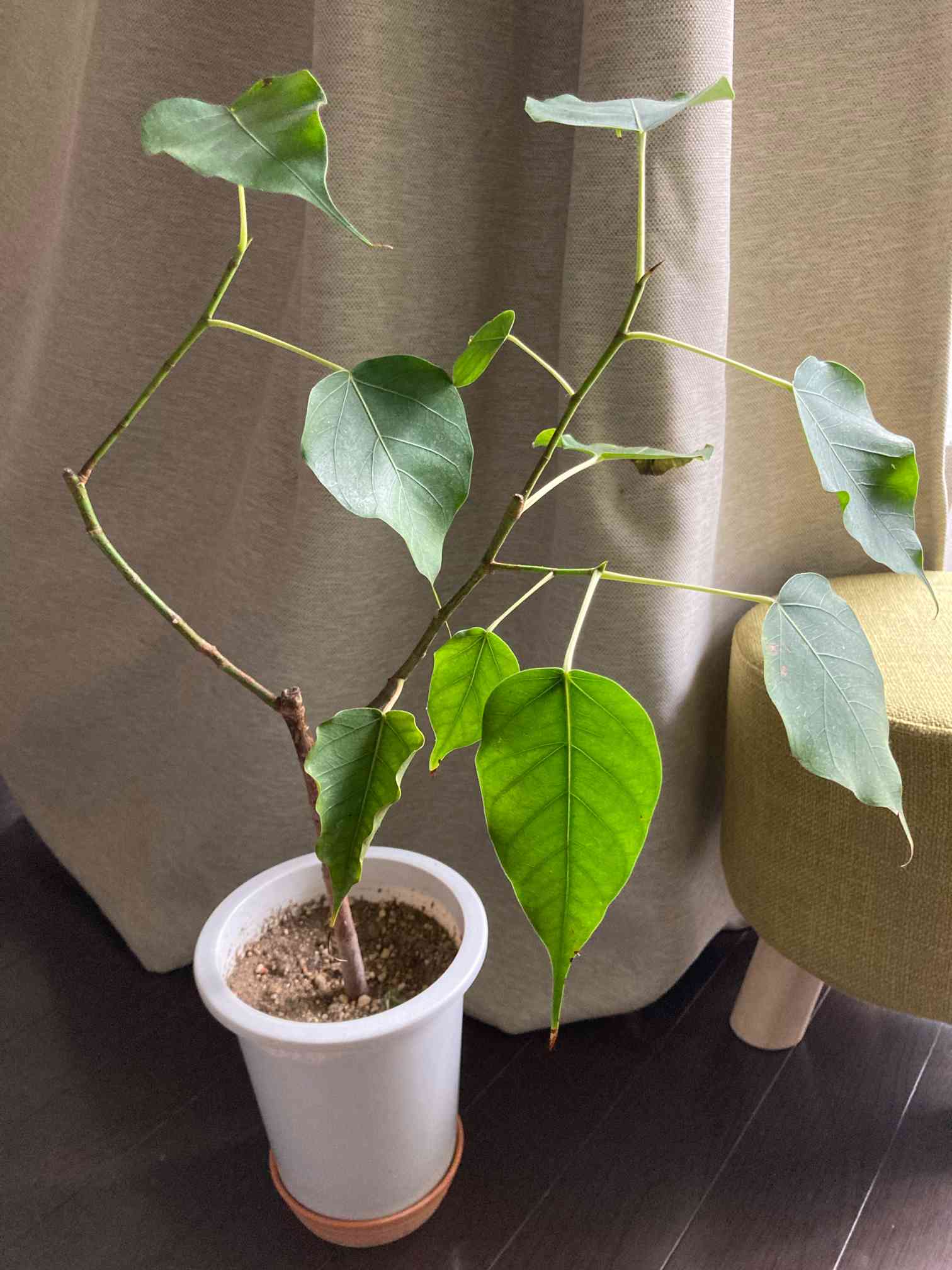 インド菩提樹 葉っぱワサワサ作戦🌿✨ 2022｜🍀GreenSnap（グリーン