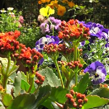 八重咲きカランコエ♡の画像 by ぽぬさん | 小さな庭と春の庭と今朝の庭と八重咲きカランコエ♡とこんな時こそ花を