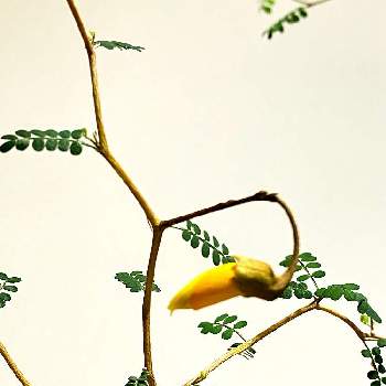 丸い葉っぱの画像 by サボさんさん | 部屋と観葉植物と植物のある暮らしとグリーンのある暮らしと可愛いと丸い葉っぱ