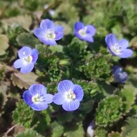 オオイヌノフグリ,青い花マニア,チーム・ブルー,チーム・ブルーNo.093,青い春の花マニアの画像