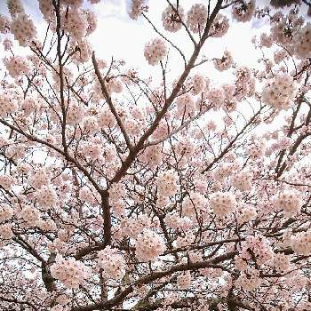 お昼休みの画像 by ぱんこさん | お出かけ先とサクラとお花見とさくら 桜 サクラとお昼休みと公園の桜