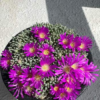 デロスペルマ属の投稿画像一覧 Greensnap グリーンスナップ