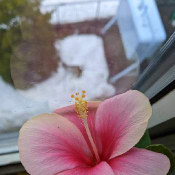 小春日和の画像 by はな♥さん | 窓辺とハイビスカス サマーブリーズ ウィールウィンドと小春日和と窓辺で一年中咲いていますと積もった雪がとけました。と可愛いお花とおうち園芸と窓辺お花畑と ハイビスカスと元気に育ててますよと北海道と今日のハイビスカス