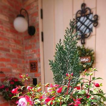 魅惑的の画像 by RIE♥️さん | 玄関とフクシアとGood morningと寄せ植えと癒しと芸術的と魅惑的とwelcome flowerと可愛いとフクシア♡