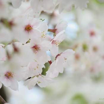 開花したの画像 by しろさん | さくら サクラ 桜と開花と春のお花と写真と桜 ソメイヨシノと花の撮影と桜フォトコン2022と今日のお花とピンクと在庫と開花したと花を探して
