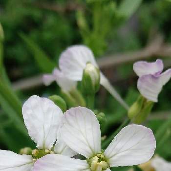 大根の花 の投稿画像一覧 Greensnap グリーンスナップ 大根の花 の投稿画像一覧 Greensnap グリーンスナップ