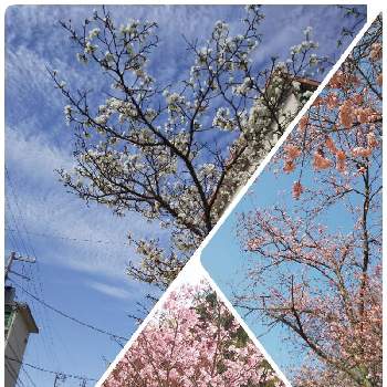 散歩コースの画像 by ｎａｎｉーsepiさん | お出かけ先と季節の花を楽しむとピンクの花と空のいろと散歩コースとお出かけ先にて