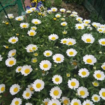 庭のお花達の画像 by ふわりさん | ノースポールと春の訪れと庭のお花達と白い花とこぼれダネと地植え