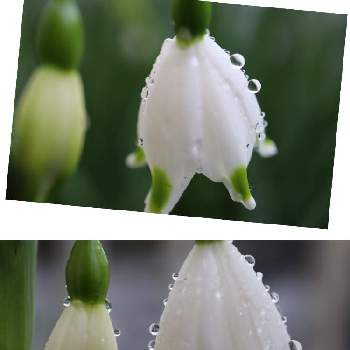 しずくちゃん♡の画像 by あいさん | 小さな庭と白い花としずくちゃん♡