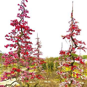 枝垂れの画像 by kaichiさん | 枝垂れ花桃　赤と源平枝垂れ花桃と庭木生産と植木生産と植木と剪定と庭木と枝垂れ