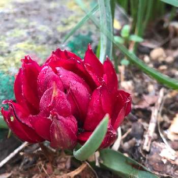 新たな門出の投稿画像一覧 Greensnap グリーンスナップ