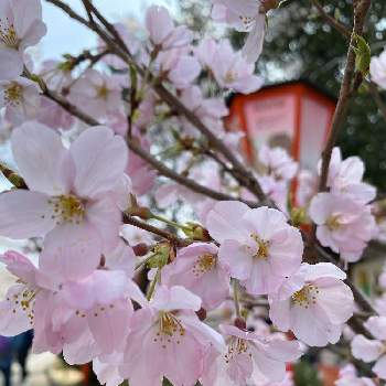 季節行事の投稿画像一覧 Greensnap グリーンスナップ