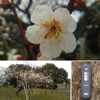 白梅の画像 by ケニチさん | 白梅と臥龍梅と春を感じると白い花シリーズとせんだい農業園芸センターと白梅♪