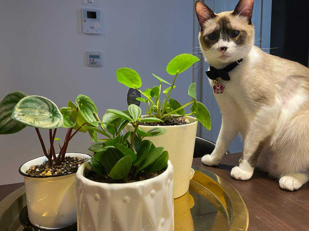 猫に優しい観葉植物 Greensnap グリーンスナップ 猫に優しい観葉植物 Greensnap グリーンスナップ